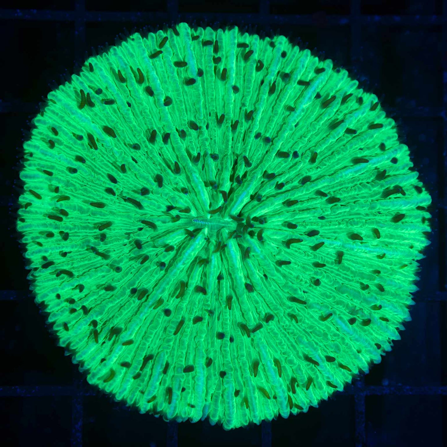 Lg Neon Green Plate Coral 2.75"