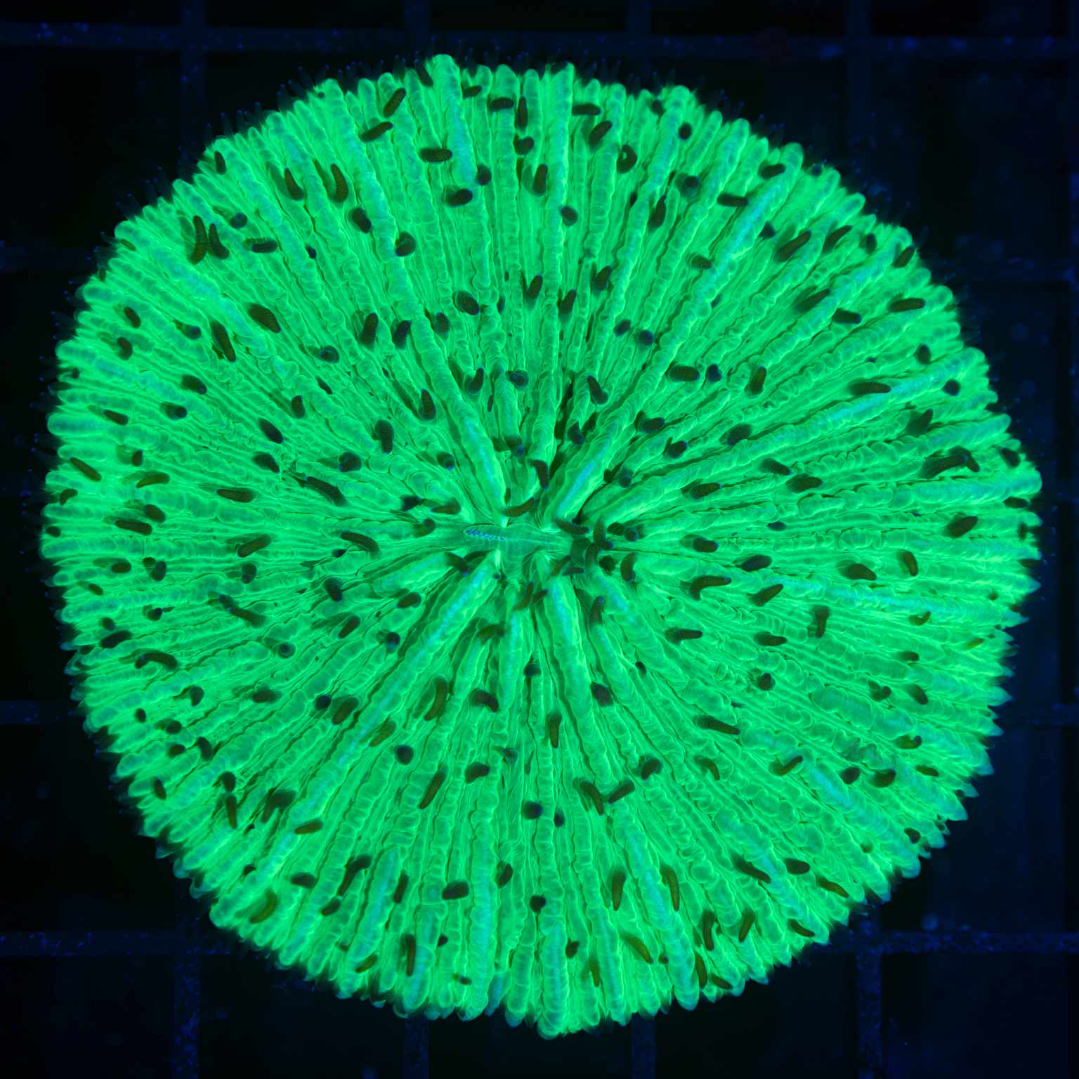 Lg Neon Green Plate Coral 2.75"