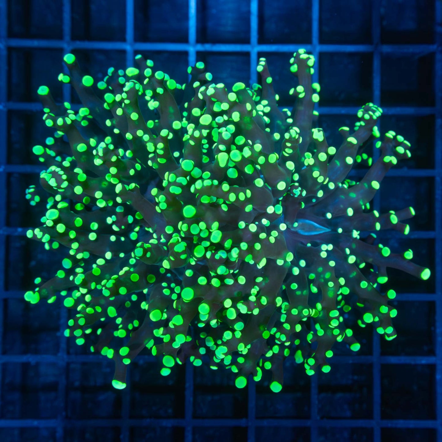 2 Heads Neon Green Frogspawn