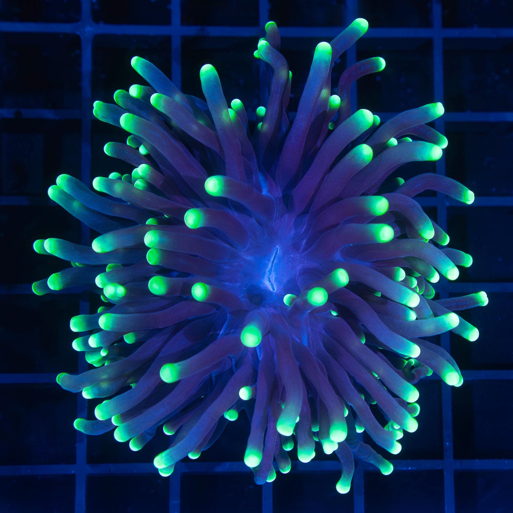 Toxic Tip Torch Coral