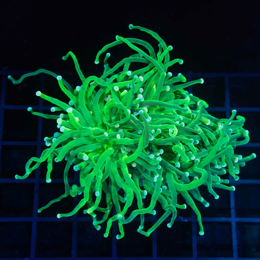 2 Heads Neon Green Torch Coral