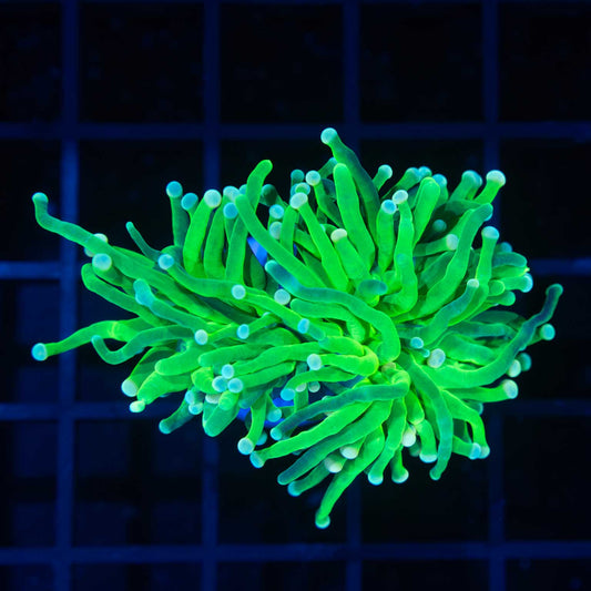 Neon Green Torch Coral