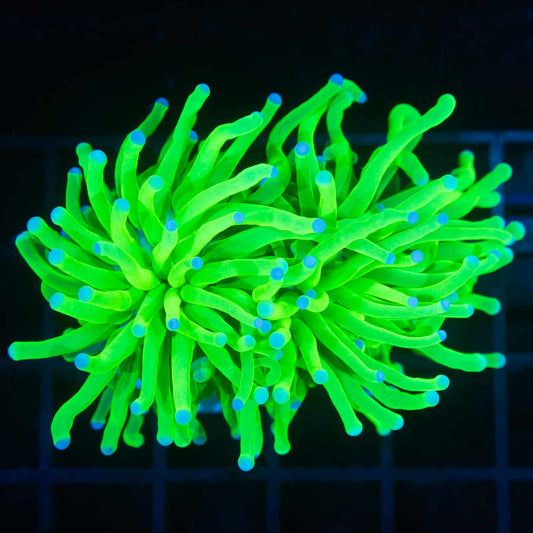 2 Heads Todd's Type Torch Coral