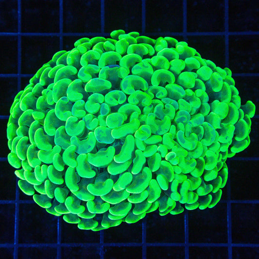 Neon Green Hammer Coral 3.75"