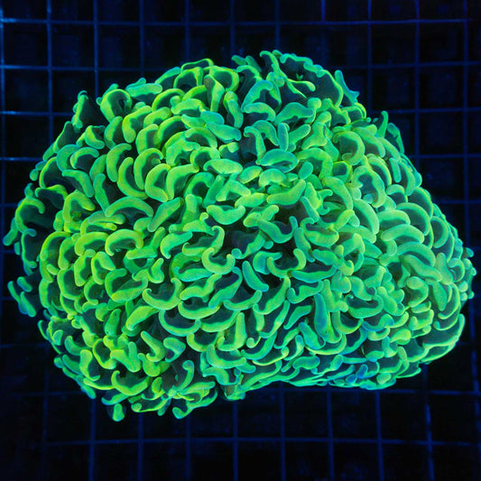 Highlighter Hammer Coral XL