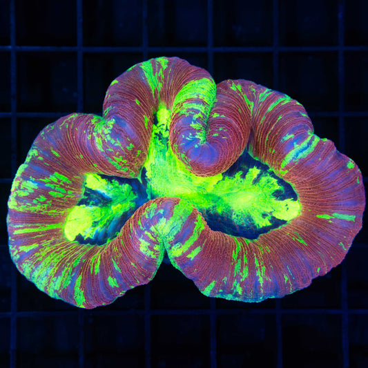 highlighter trachy 3.5"