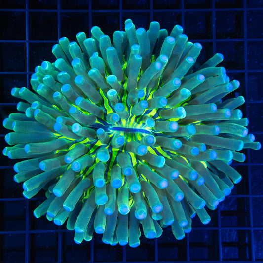 Neon Long Tentacle Plate Coral 5"