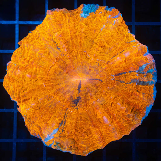 neon orange acantho (Bright!)