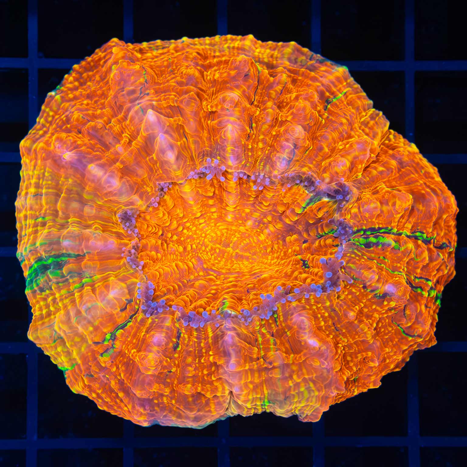 neon orange acanthophyllia