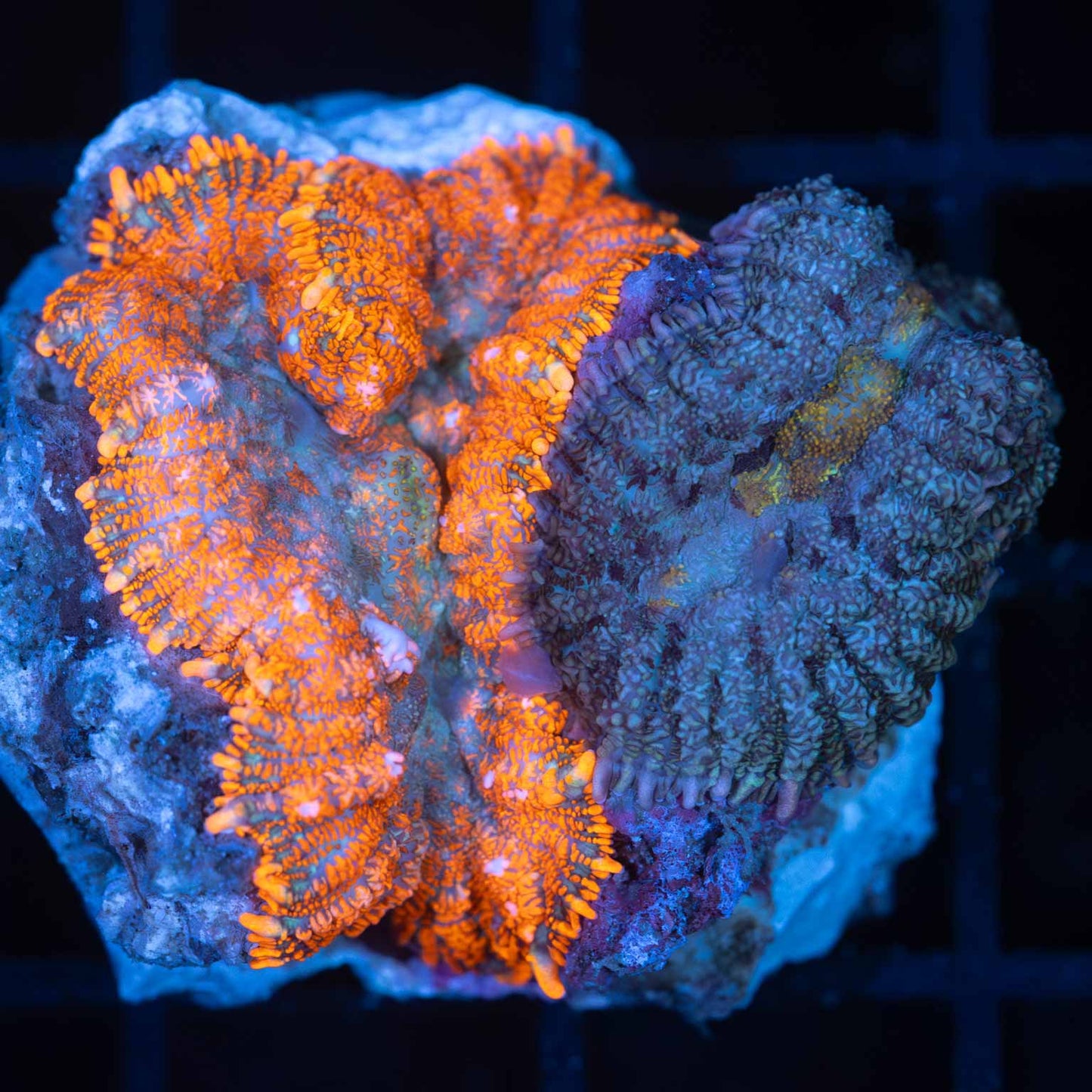 Glowing Orange / Blue Rhodactis Combo