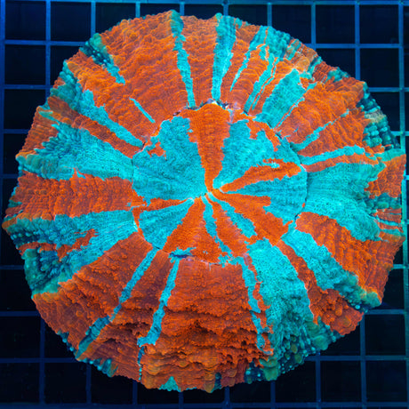 Large Neon Acanthophyllia 6"