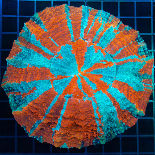 Large Neon Acanthophyllia 6"
