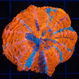 Neon Orange and Blue Acanthophyllia