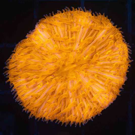 Neon Orange Plate Coral