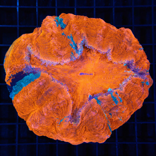 Large Neon Orange Acanthophyllia 5"