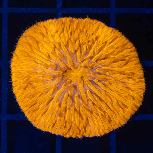 Neon Orange Plate Coral
