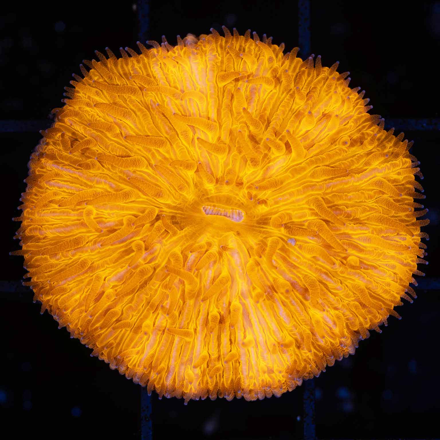 Neon Orange Plate Coral 1.5"