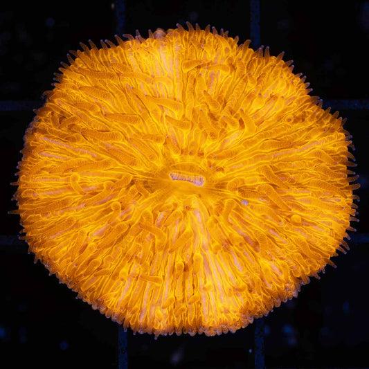 Neon Orange Plate Coral 1.5"