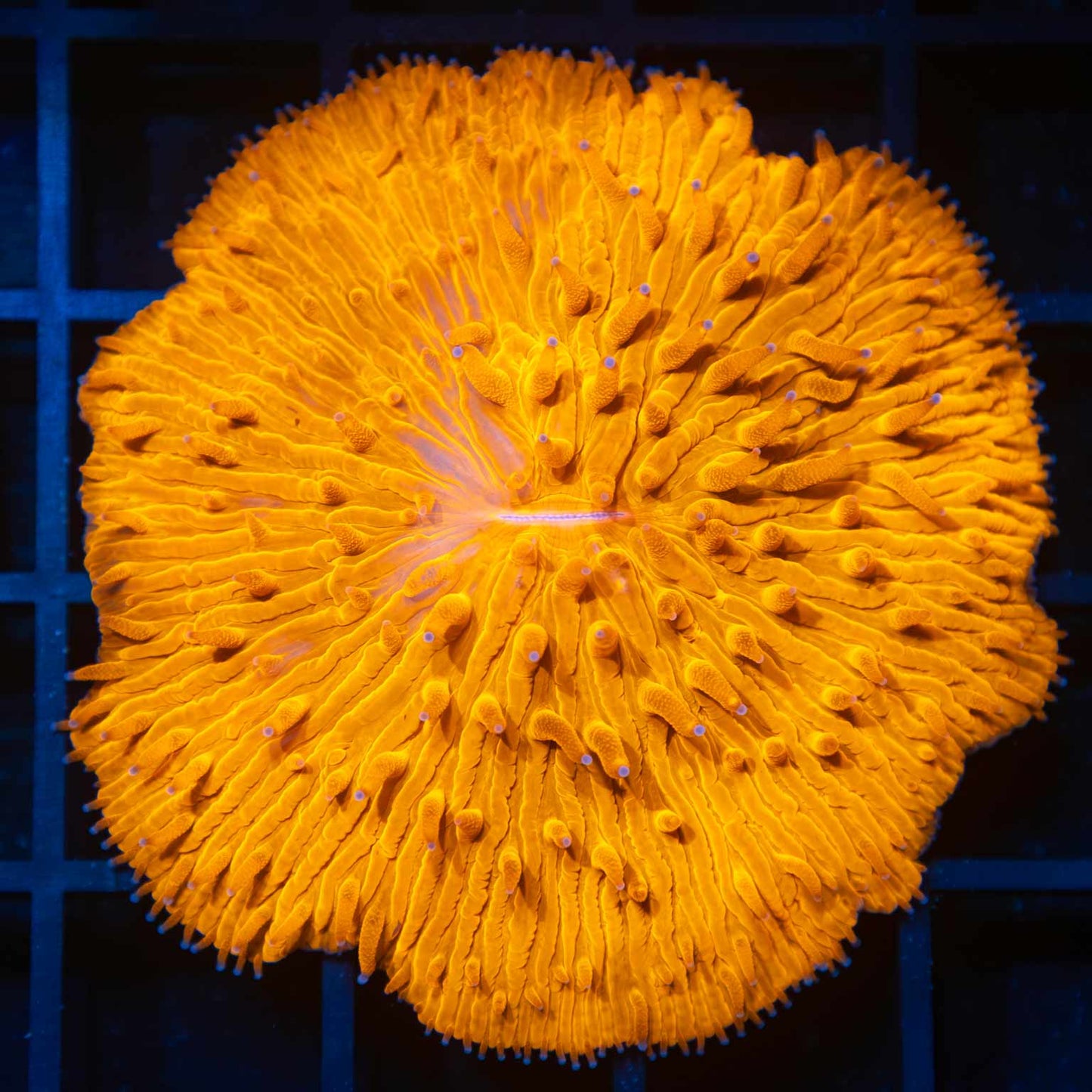 Neon Orange Plate Coral 2-2.25"