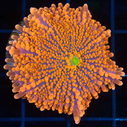Large Neon Orange Yuma Mushroom Coral 1.75"