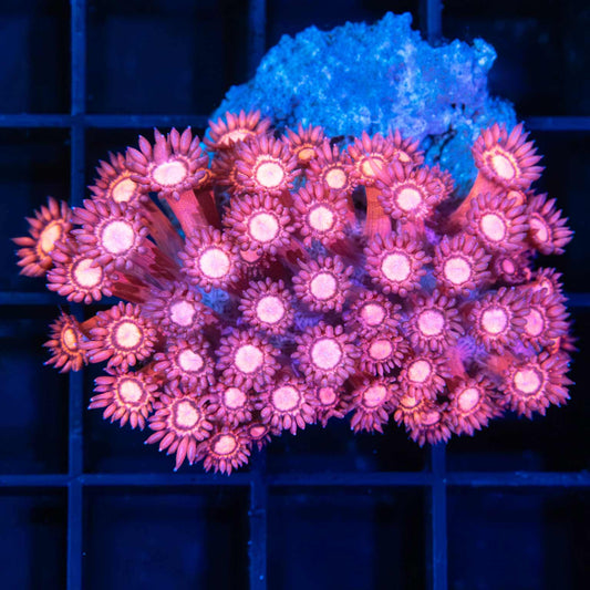 Large Frag  Hot Pink Goniopora 2"