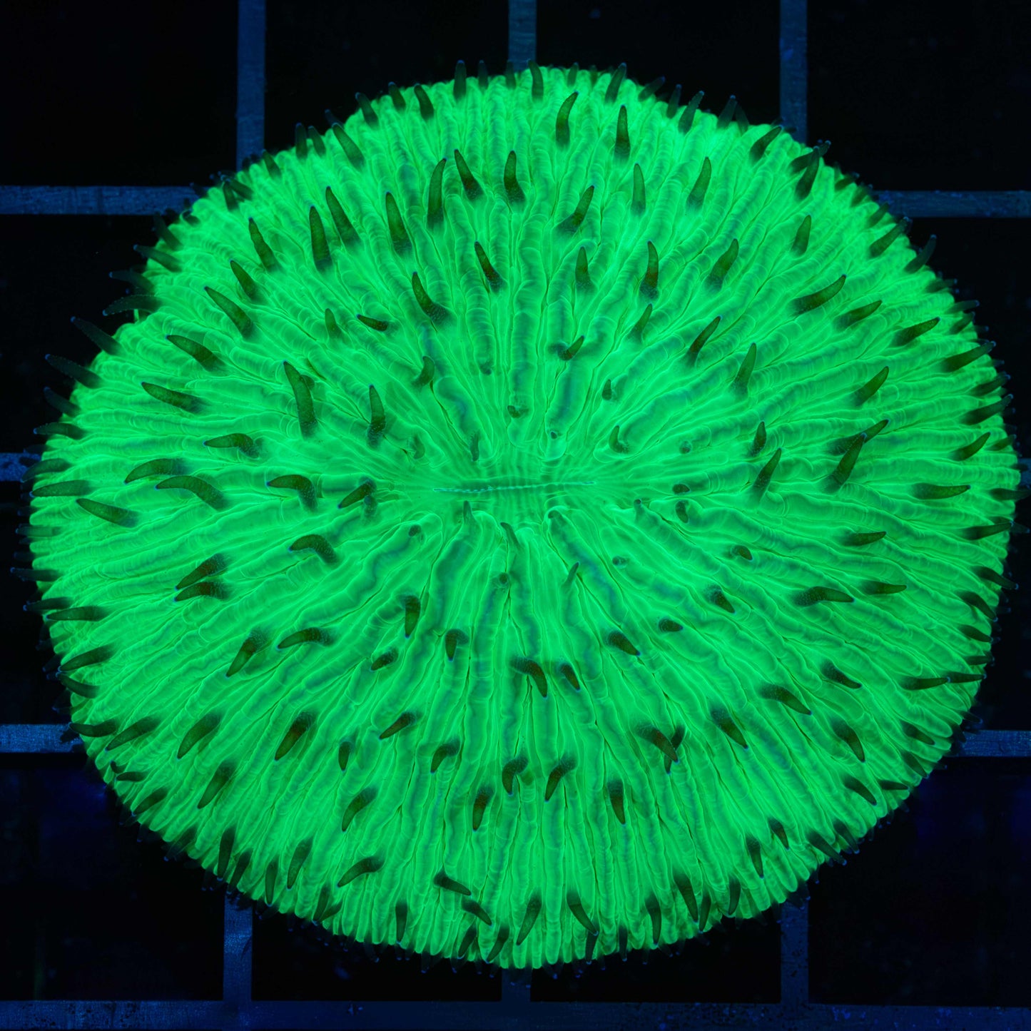 Neon Green Plate Coral