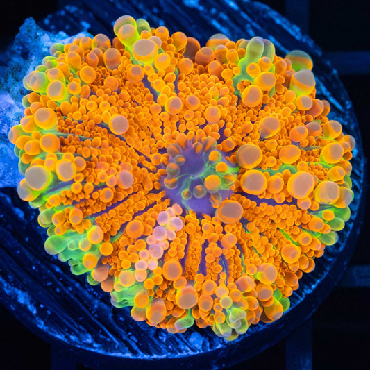 Ultra Bright Rainbow Yuma Mushroom