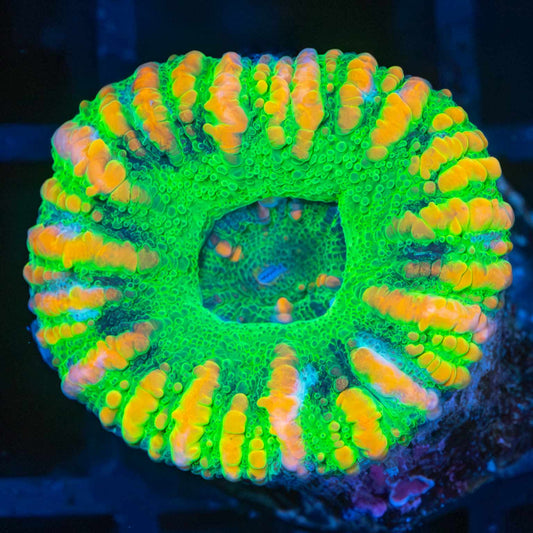 Neon Rainbow Button Scoly