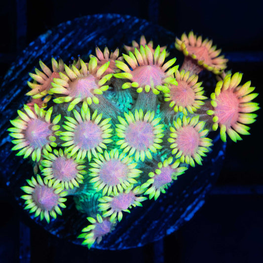 Neon Rainbow Goniopora Coral