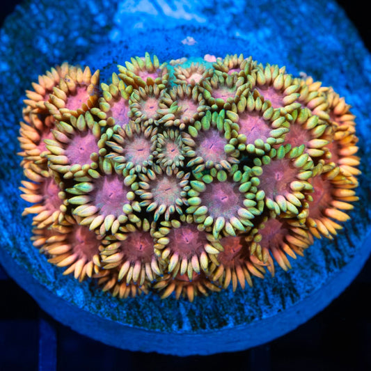 Neon Rainbow Goniopora Coral