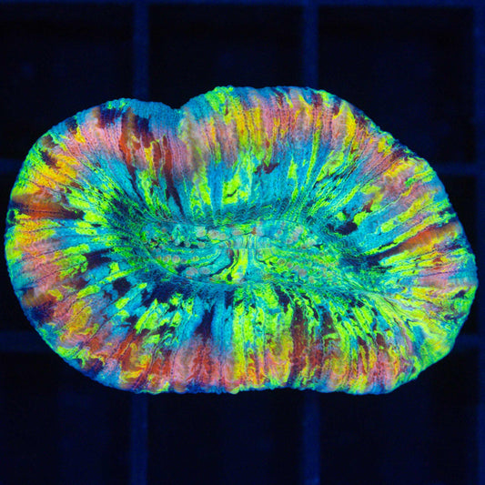Rainbow Trachyphyllia