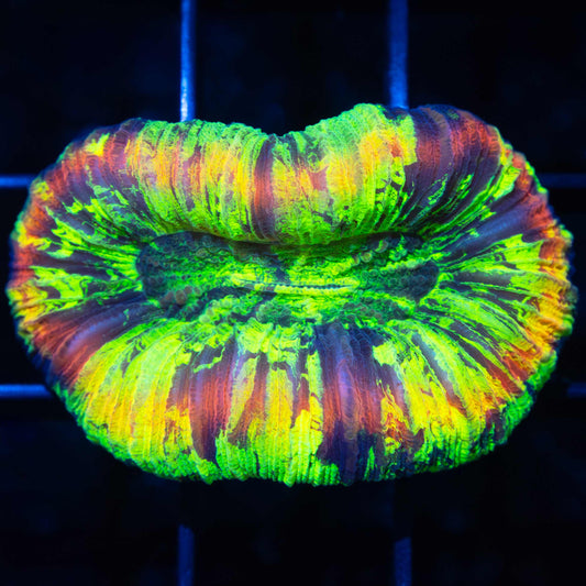 Neon Rainbow Trachyphyllia (Ultra Bright!)