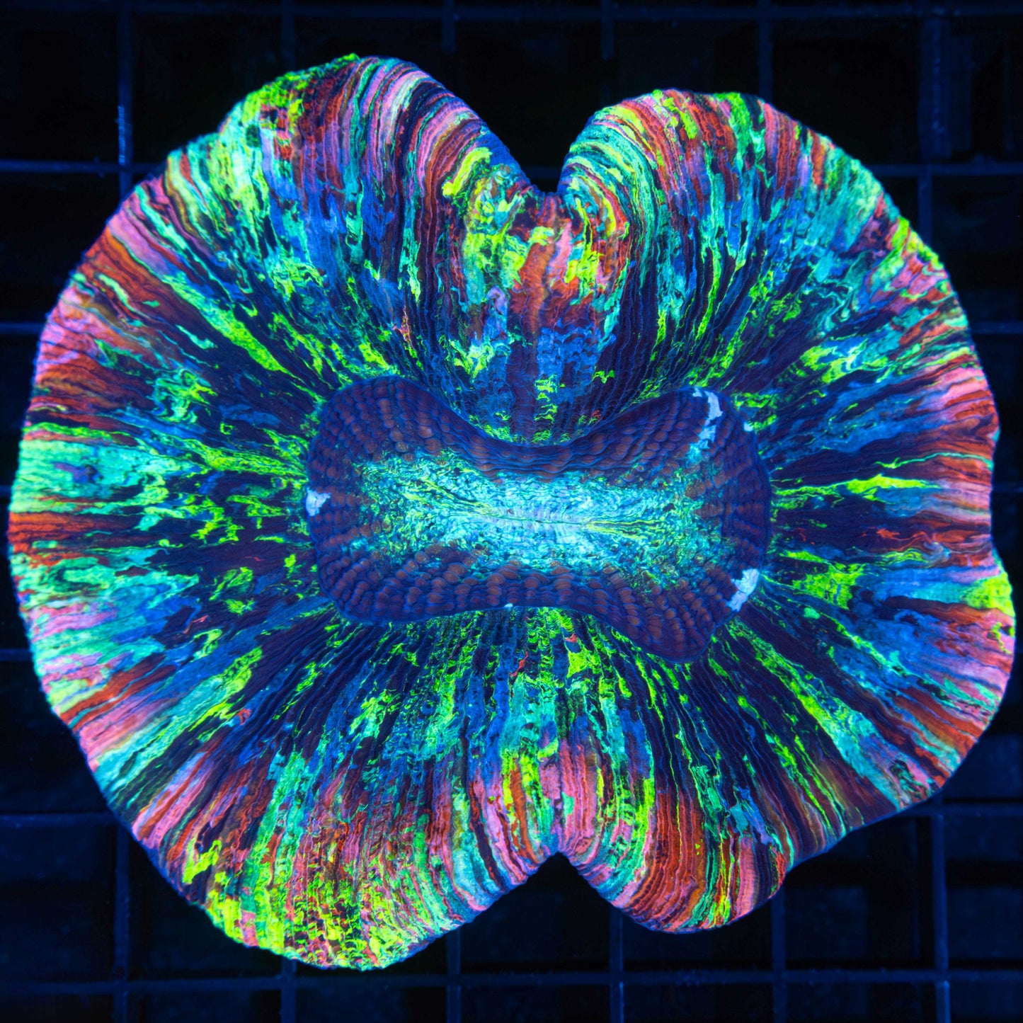 Neon Master Rainbow Wellso 4"