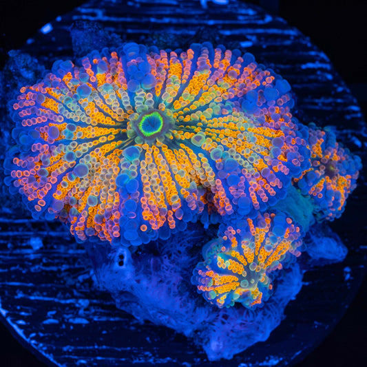 Neon Rainbow Yuma Colony (Bright!)