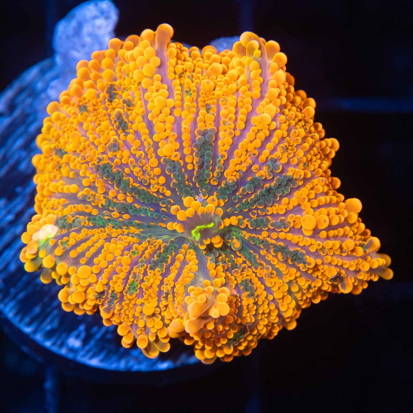 Neon Orange 4 Color Yuma Mushroom Coral