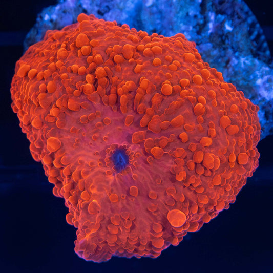 Super Red Bubbly Mushroom Coral