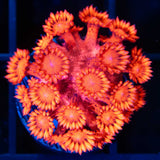 Red Goniopora