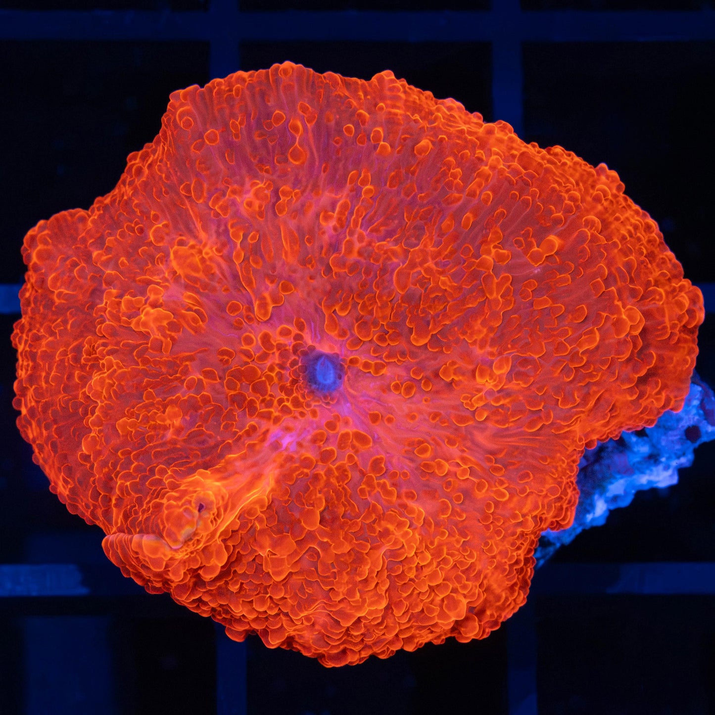 Large Super Red Mushroom 1.5"