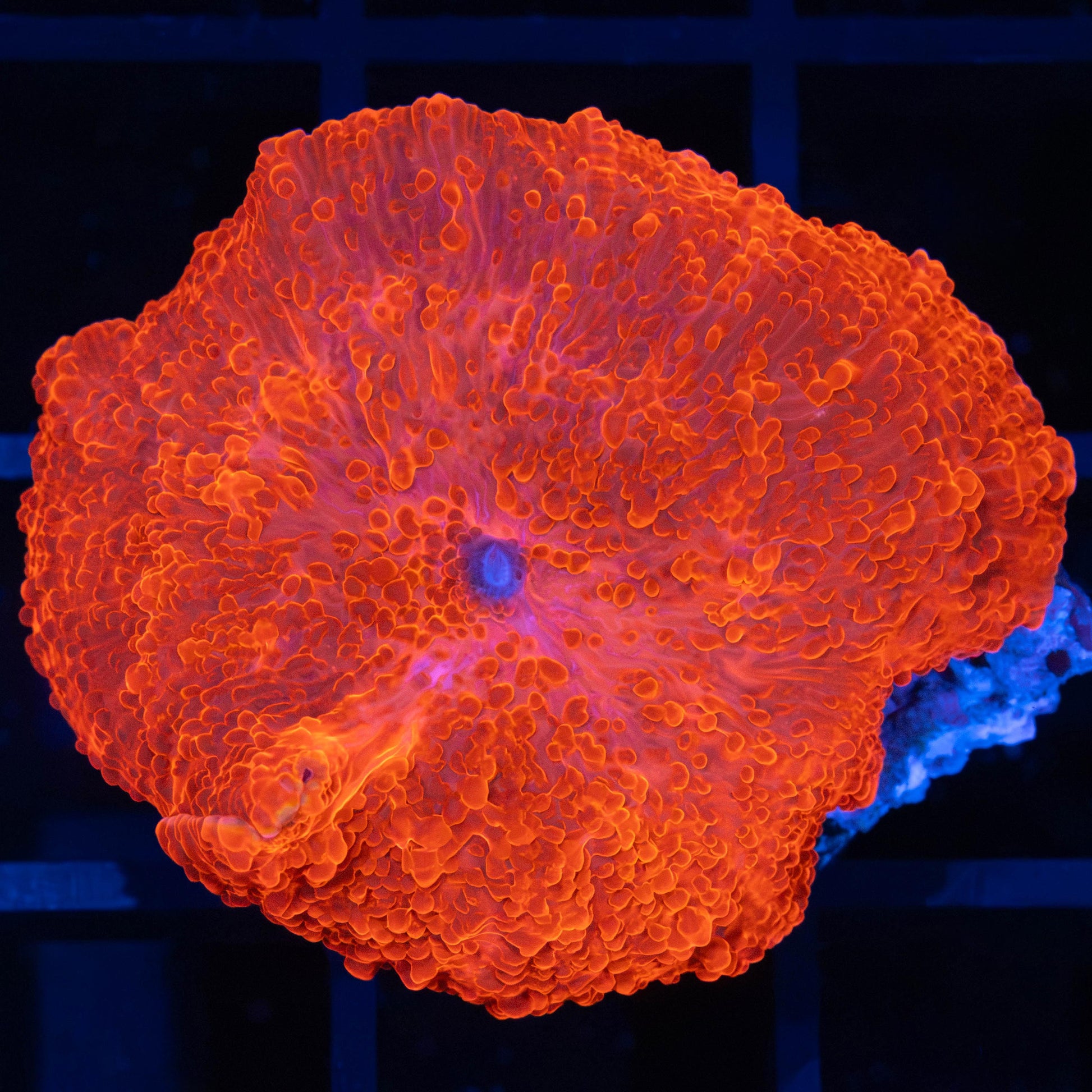 Large Super Red Mushroom 1.5"