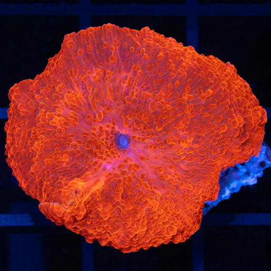 Large Super Red Mushroom 1.5"