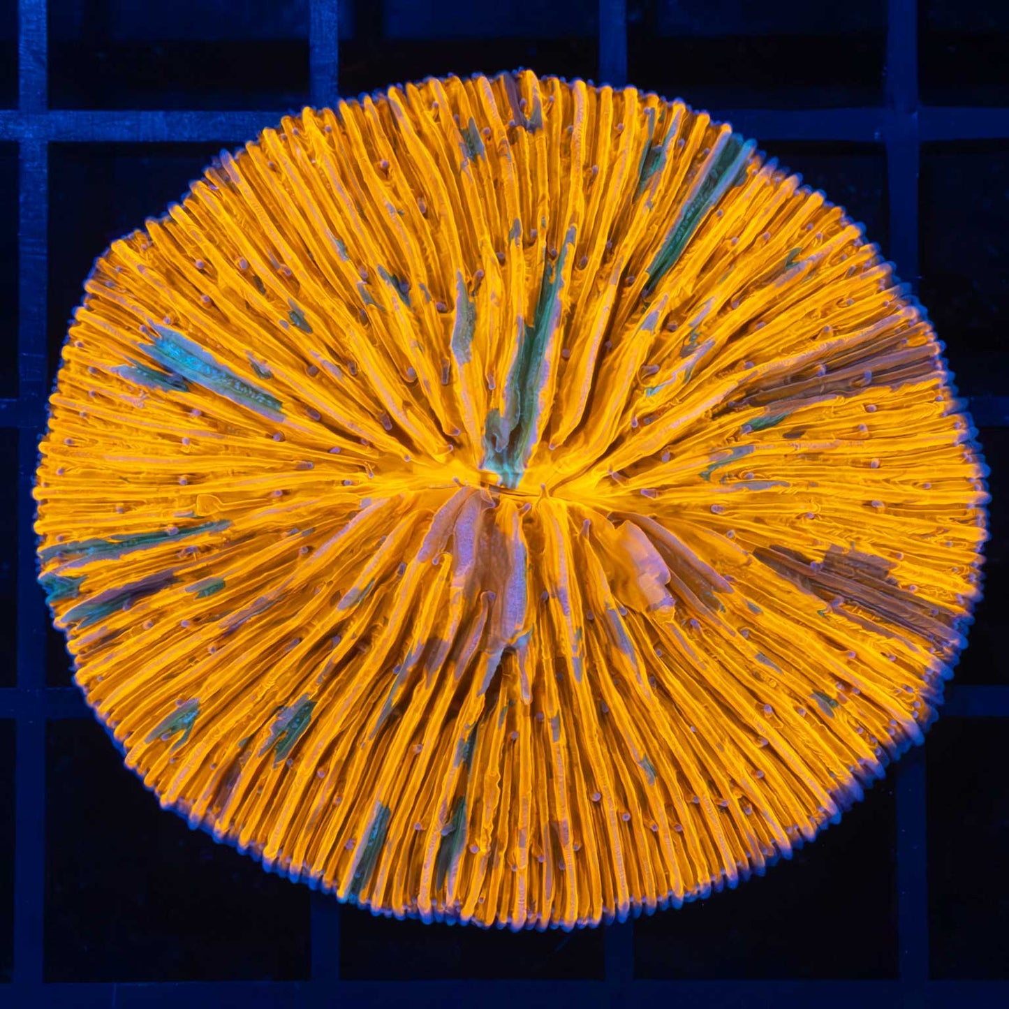 Splatter Plate Coral 2"