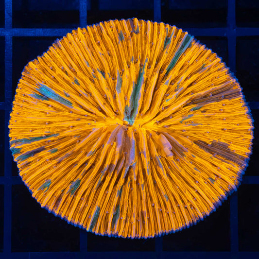 Splatter Plate Coral 2"
