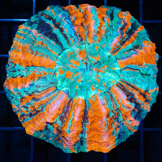 Teal Orange Stripes Acanthophyllia 3.75"