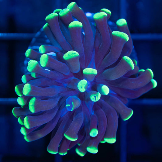 Neon Tip Branching Hammer