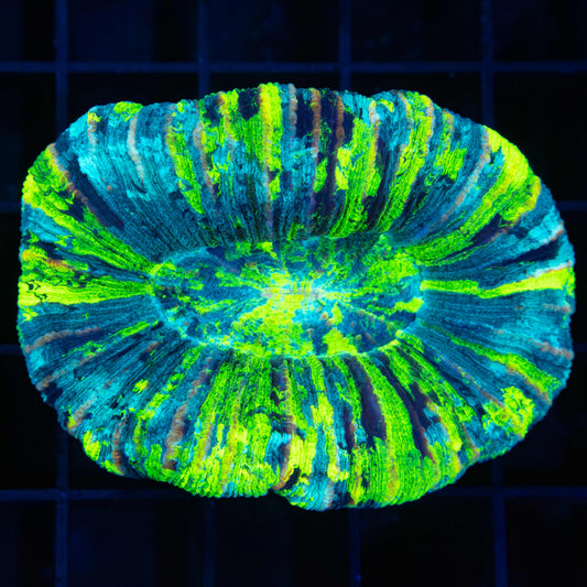 Ultra Bright Neon Trachyphyllia