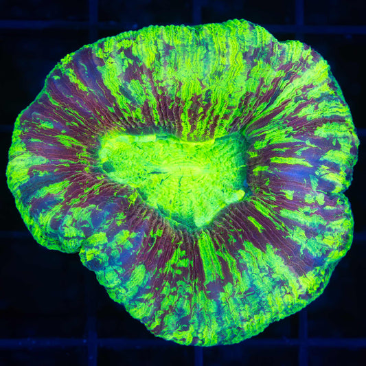 Highlighter Trachyphyllia (Bright!)