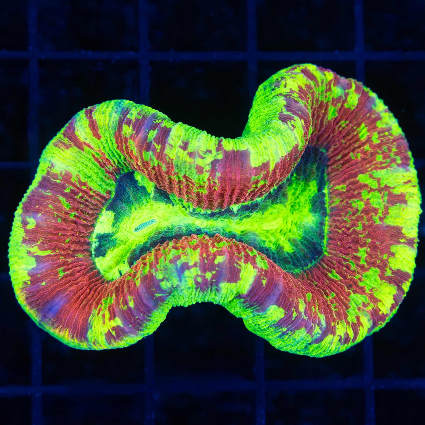 Highlighter Trachyphyllia (Bright!)