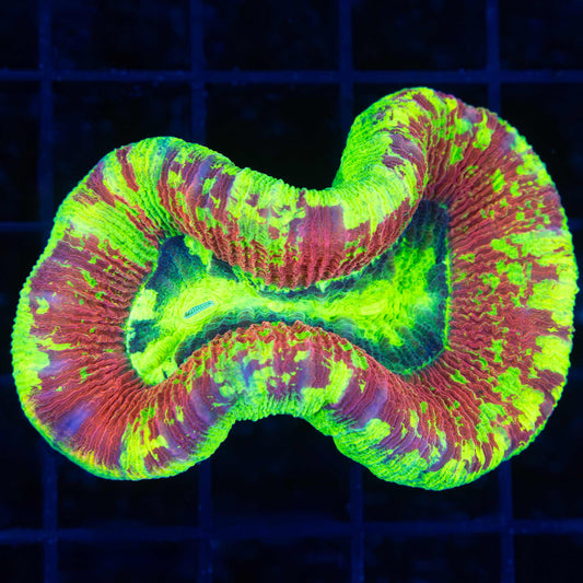 Highlighter Trachyphyllia (Bright!)