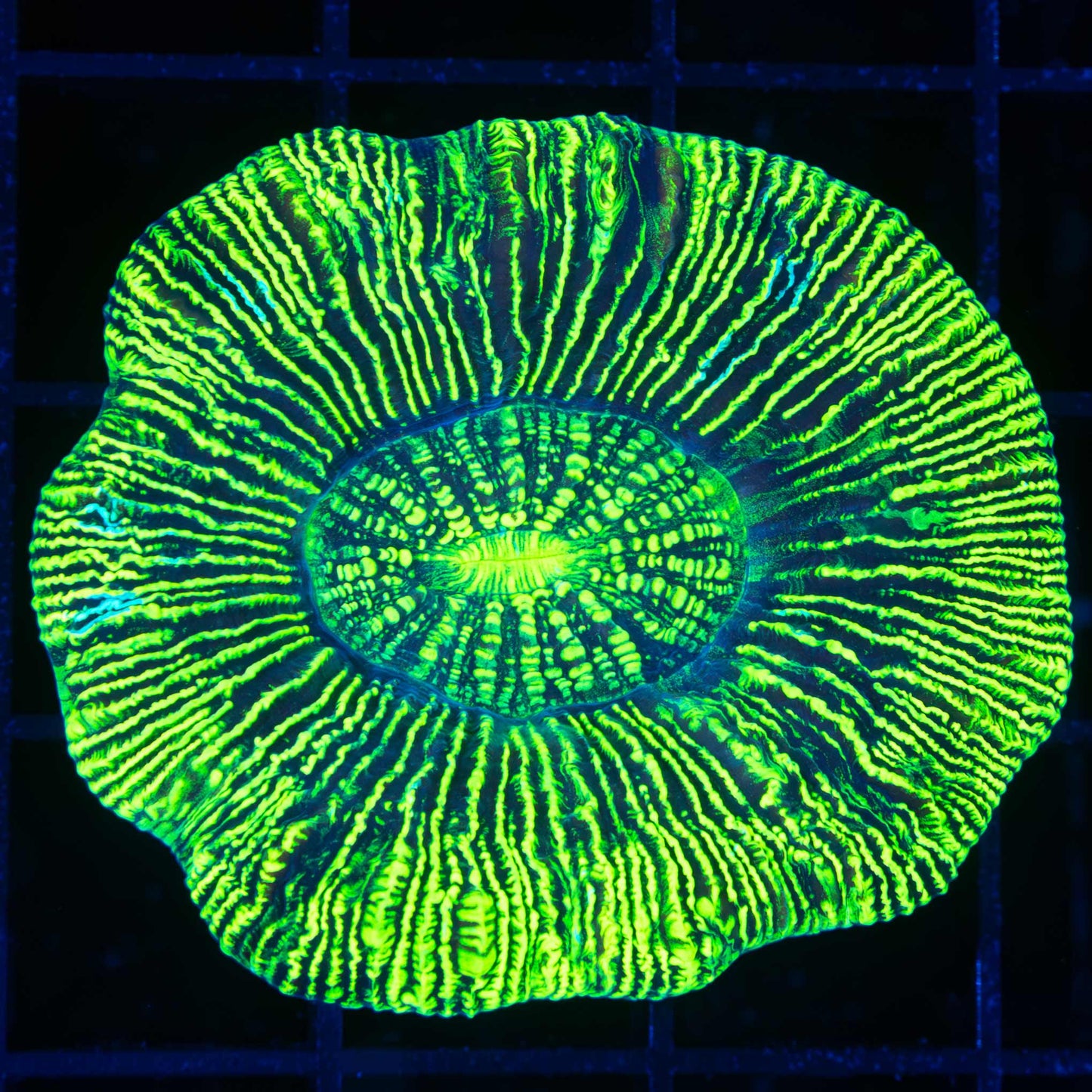 Ultra Bright Neon Trachyphyllia (Hardy Variety)