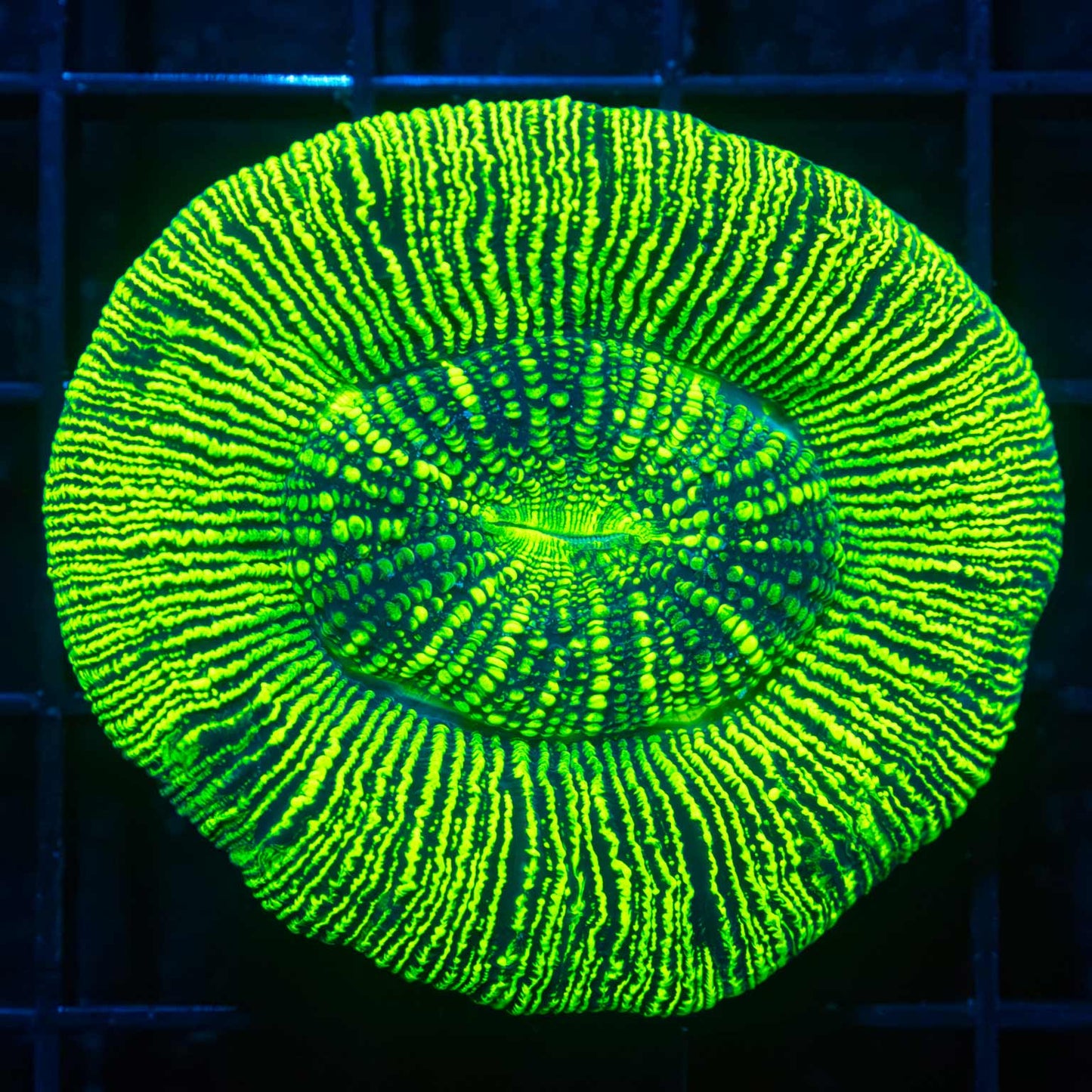 Ultra Neon Trachyphyllia